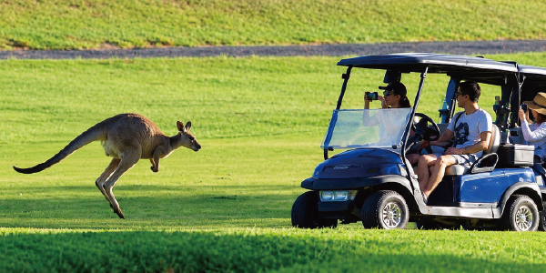 KangarooSafari.jpg